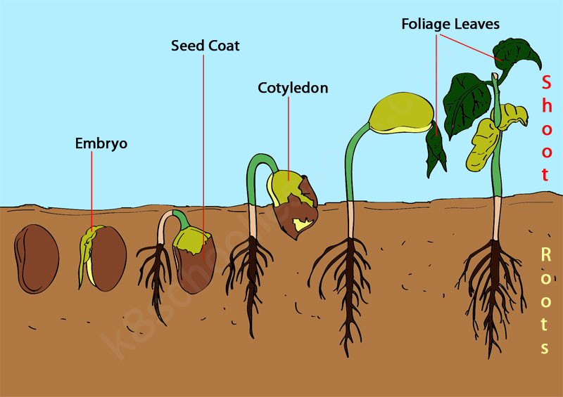 learninghubtz-form-four-biology-topic-1-growth-in-plants-and-animals